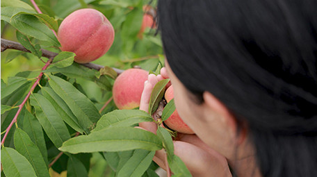 东方人像女孩手捧水蜜桃4K实拍