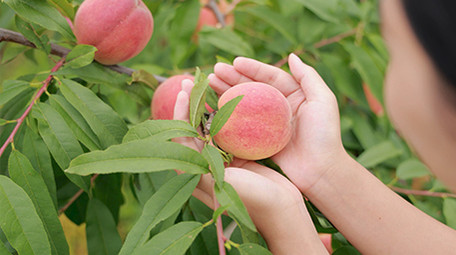 东方人像女孩手捧水蜜桃4K实拍