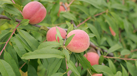 东方人像女孩手捧水蜜桃4K实拍