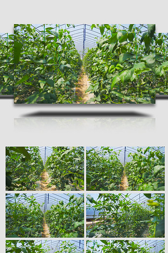 智慧农业大棚蔬菜豆角4K实拍图片