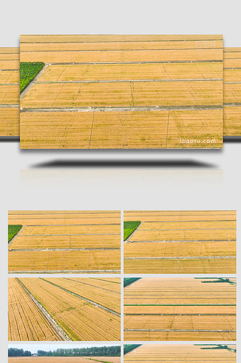 乡村万亩麦田成熟农业4K航拍图片