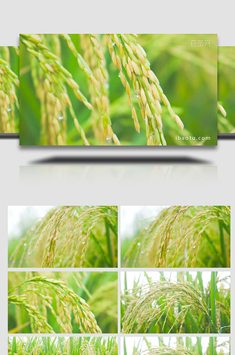 水稻稻谷微距特写治愈系4K实拍图片