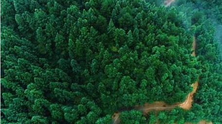 贵州毕节森林云海航拍