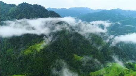 贵州毕节森林云海航拍
