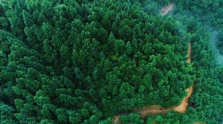 贵州毕节森林云海航拍