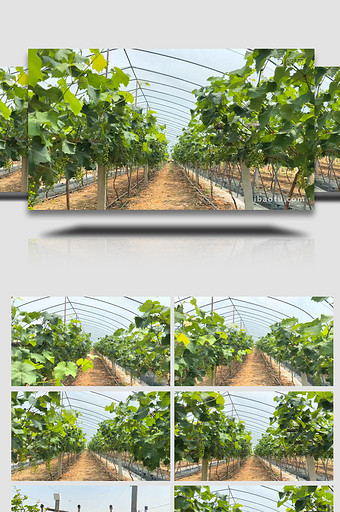智慧农业葡萄园塑料大棚4K实拍图片