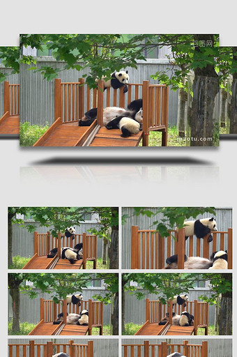 玩耍的可爱熊猫实拍视频图片