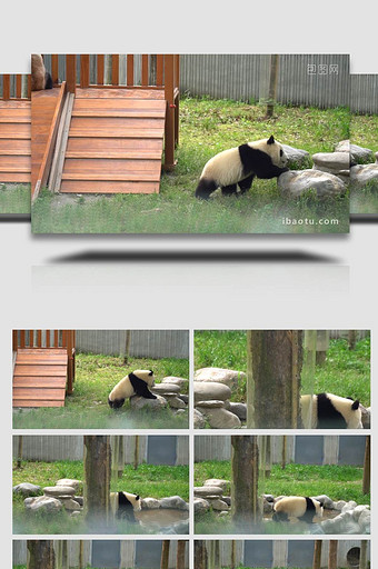憨态的大熊猫玩水图片