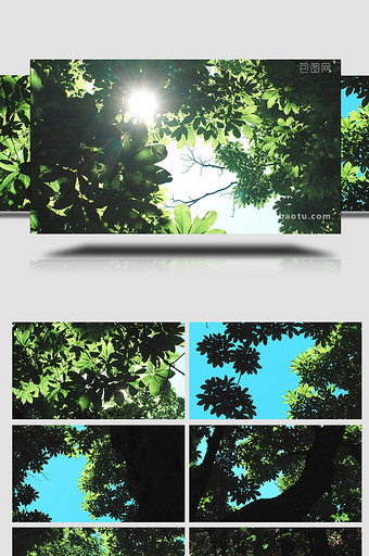 宁静夏日阳光穿透树叶实拍视频图片