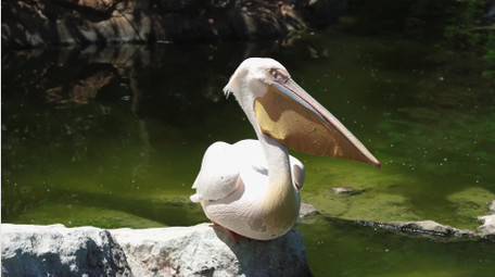 自然简约鹈鹕鸟类动物实拍