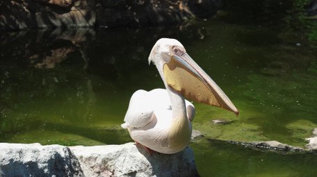 自然简约鹈鹕鸟类动物实拍