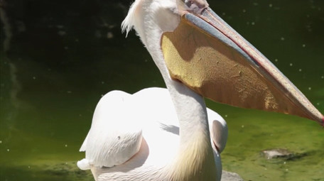 自然简约鹈鹕鸟类动物实拍