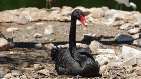 自然简约黑天鹅戏水动物实拍