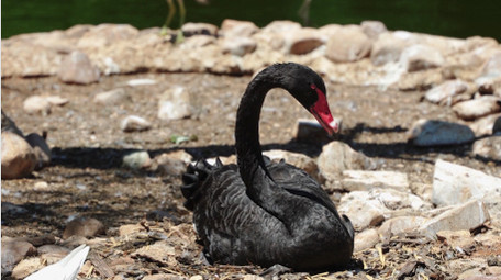 自然简约黑天鹅戏水动物实拍