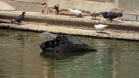 自然简约黑天鹅戏水动物实拍