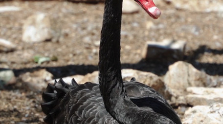 自然简约黑天鹅戏水动物实拍