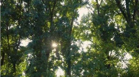 森林阳光穿过树叶空镜实拍