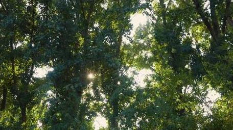 森林阳光穿过树叶空镜实拍