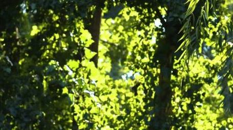 森林阳光穿过树叶空镜实拍