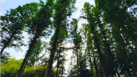 夏日树林仰拍森林氧吧4K实拍