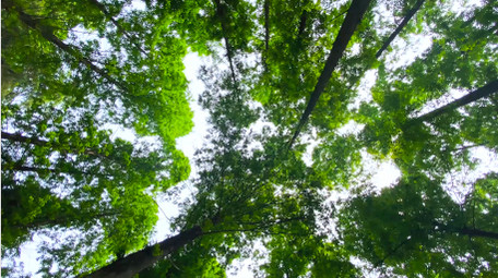 夏日树林仰拍森林氧吧4K实拍