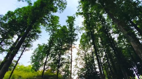 夏日树林仰拍森林氧吧4K实拍