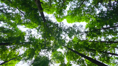 夏日树林仰拍森林氧吧4K实拍