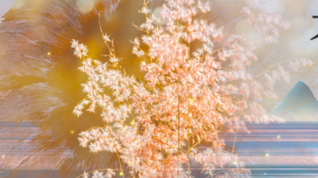 中国风寒露pr<strong>图文</strong>模板