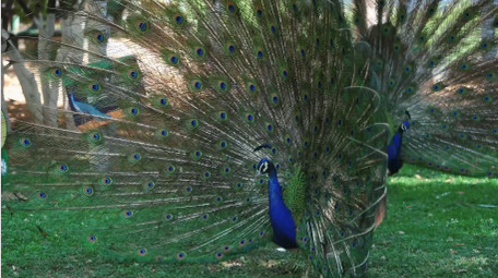 自然简约孔雀开屏鸟类动物实拍