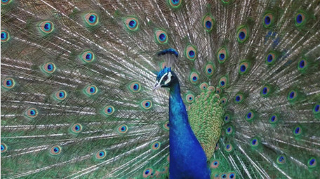 自然简约孔雀开屏鸟类动物实拍