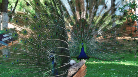 自然简约孔雀开屏鸟类动物实拍