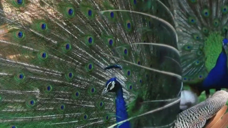 自然简约孔雀开屏鸟类动物实拍