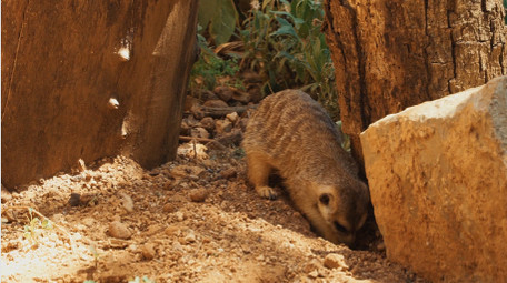 自然简约狐獴动物实拍