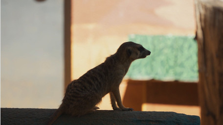 自然简约狐獴动物实拍