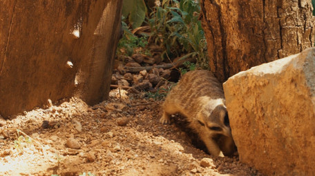 自然简约狐獴动物实拍