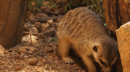 自然简约狐獴动物实拍