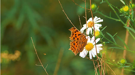 暖色治愈蝴蝶白色花朵上采蜜实拍