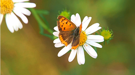 暖色治愈蝴蝶白色花朵上采蜜实拍