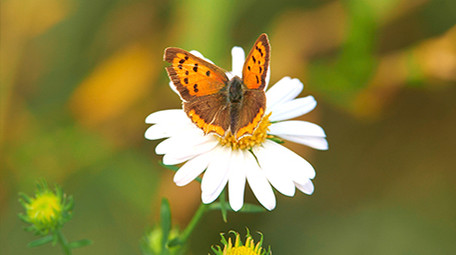 暖色治愈蝴蝶白色花朵上采蜜实拍