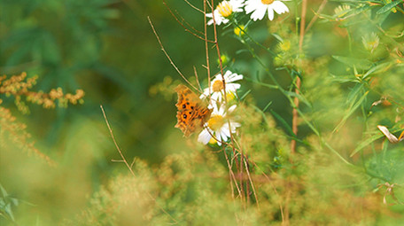 暖色治愈蝴蝶白色花朵上采蜜实拍