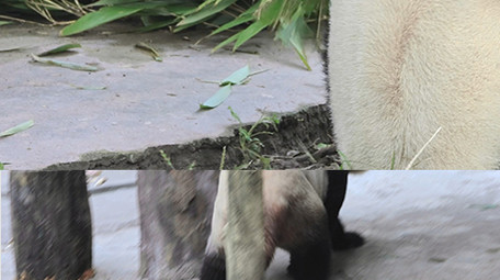 动物憨厚可爱的大熊猫吃竹子实拍