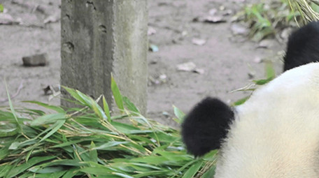 动物憨厚可爱的大熊猫吃竹子实拍
