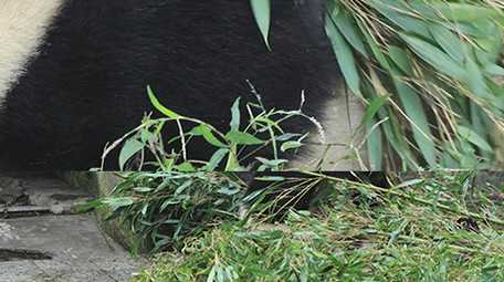 动物憨厚可爱的大熊猫吃竹子实拍