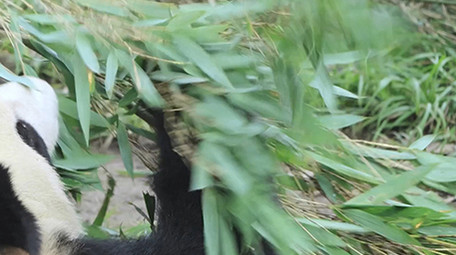 动物憨厚可爱的大熊猫吃竹子实拍