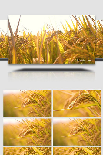 秋天丰收的季节成熟水稻实拍图片