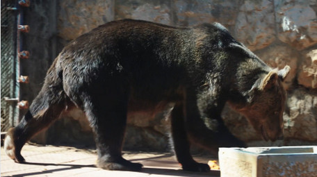 自然简约黑熊动物实拍