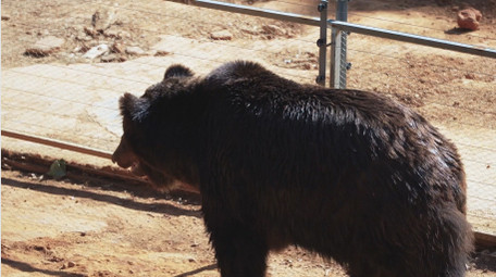 自然简约黑熊动物实拍