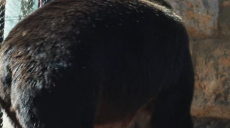 自然简约黑熊动物实拍