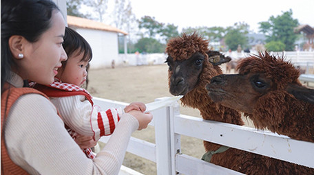 亲子陪伴妈妈带孩子喂动物实拍