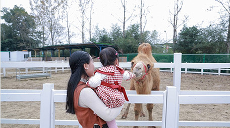 家庭陪伴妈妈抱孩子喂骆驼实拍